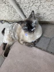 Lost Female Cat last seen Paradise Falls/ Riverhaven, Tucson, AZ 85712