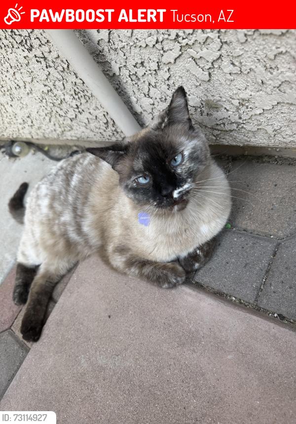 Lost Female Cat last seen Paradise Falls/ Riverhaven, Tucson, AZ 85712