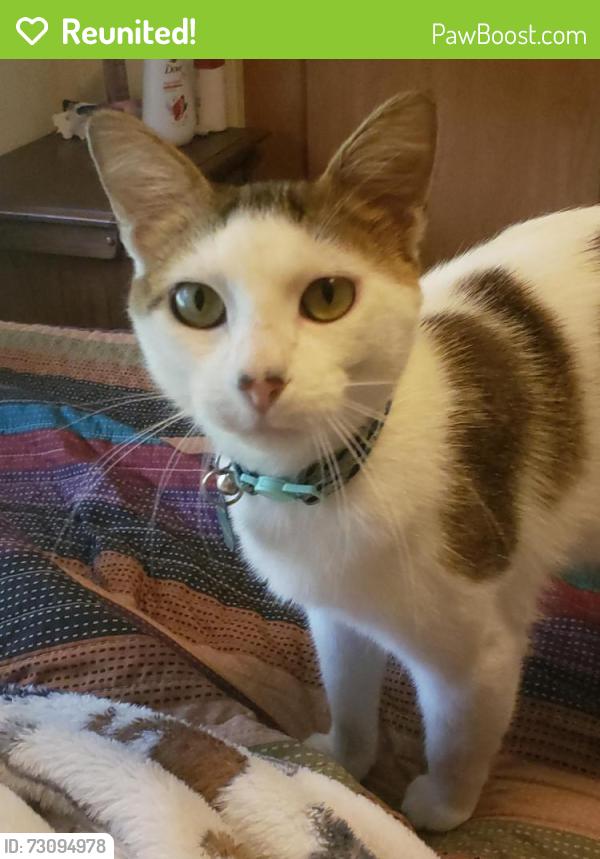 Reunited Male Cat last seen Near Cocoa Ln, Pasadena, TX 77502