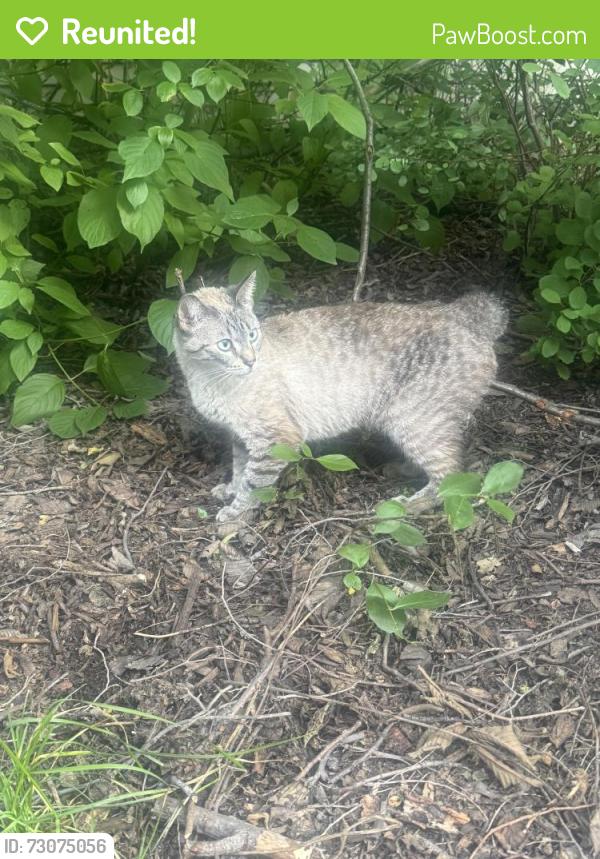 Reunited Unknown Cat last seen Central Park and Grace, Chicago, IL 60618