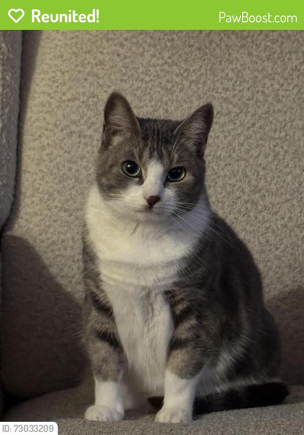 Reunited Female Cat last seen Near Del Monte Blvd, Marina, CA 93933, USA, Marina, CA 93933