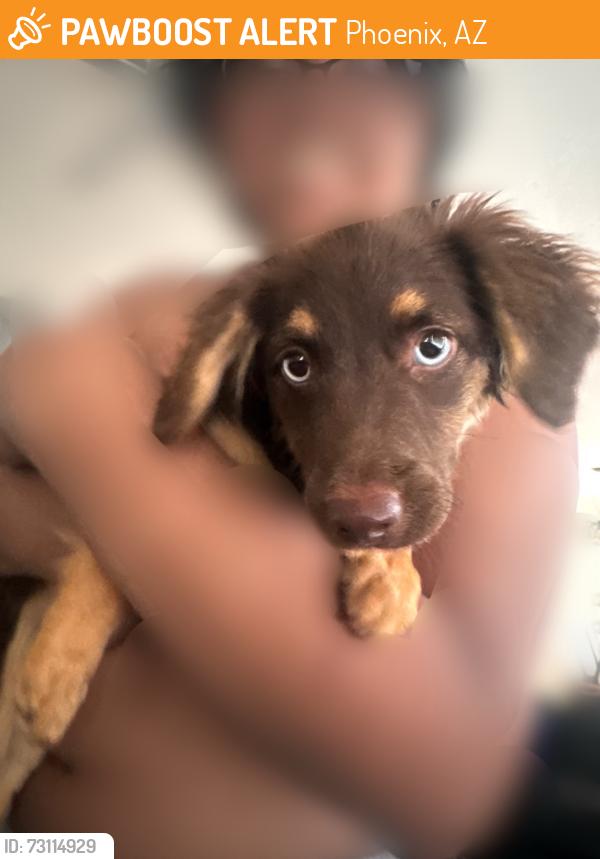 Found/Stray Female Dog last seen 24th Ave and W St Catherine Ave, Phoenix, AZ 85041