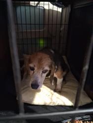 Found/Stray Female Dog last seen Owens road, Harnett County, NC 27501
