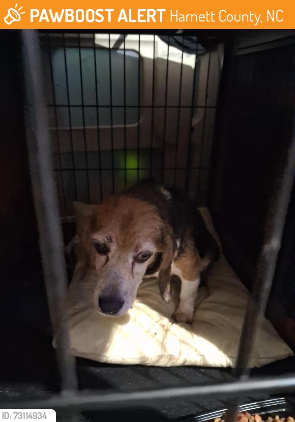 Found/Stray Female Dog last seen Owens road, Harnett County, NC 27501