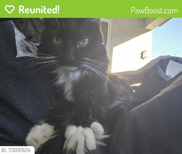 Reunited Female Cat last seen Ironwood and southern, Apache Junction, AZ 85120