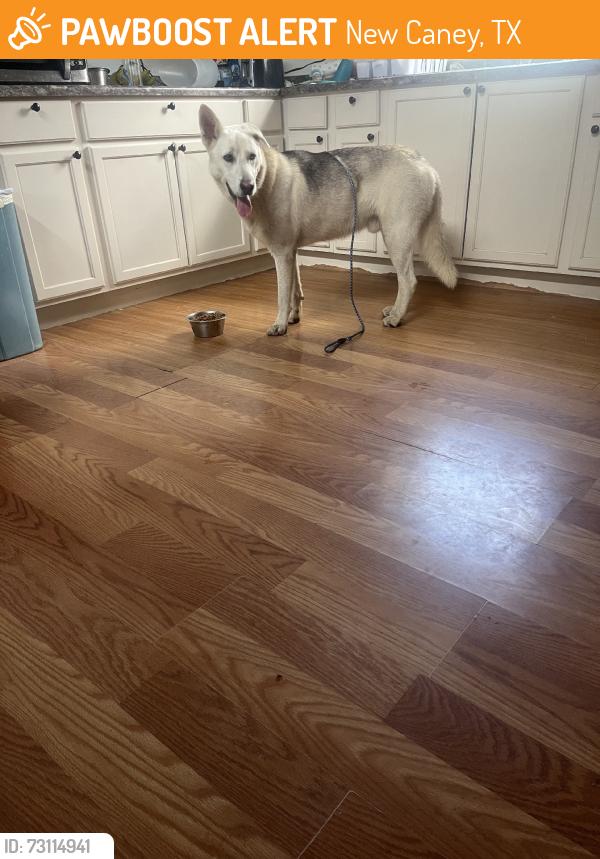 Found/Stray Male Dog last seen Near & 59, New Caney, TX 77357