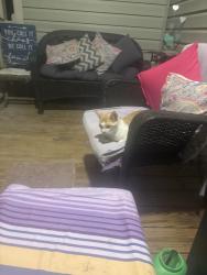 Found/Stray Unknown Cat last seen Crystal Creek Drive, Johnston County, NC 27520