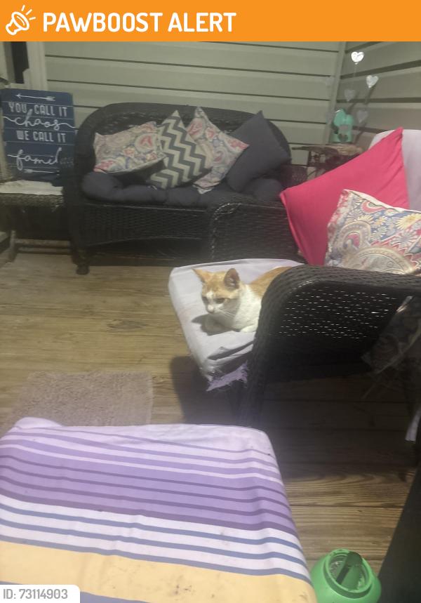 Found/Stray Unknown Cat last seen Crystal Creek Drive, Johnston County, NC 27520