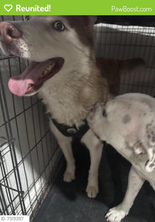 Reunited Male Dog last seen Pecos and Owens, North Las Vegas, NV 89030