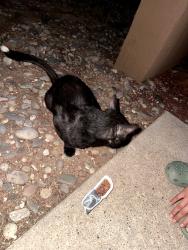 Found/Stray Unknown Cat last seen Near avendia del oro, Santa Fe, NM 87507