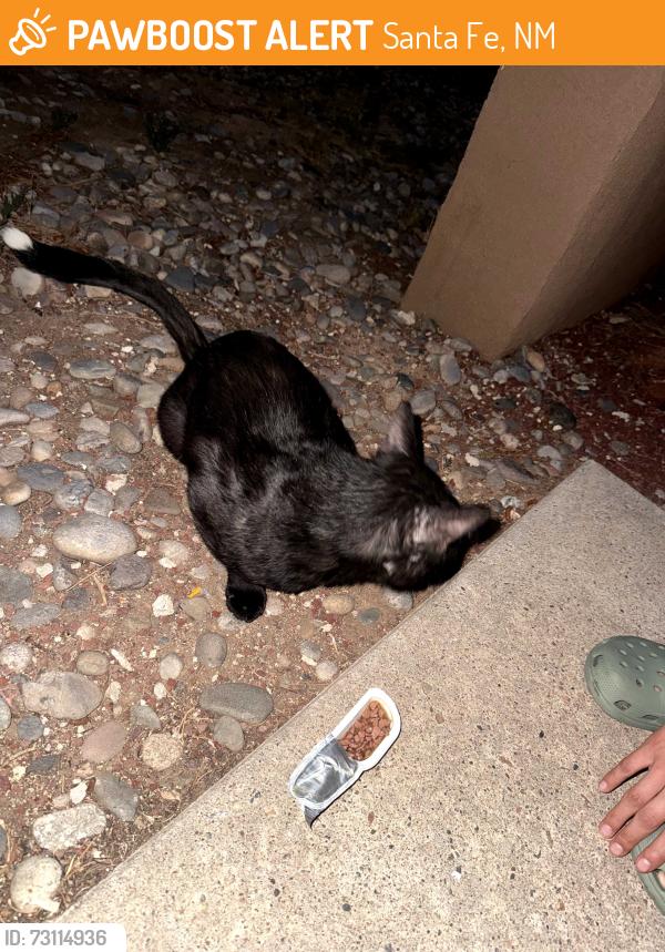 Found/Stray Unknown Cat last seen Near avendia del oro, Santa Fe, NM 87507