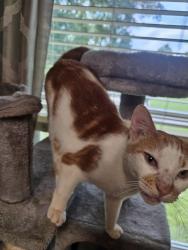 Found/Stray Male Cat last seen Near west austin street Conroe Texas, Conroe, TX 77301