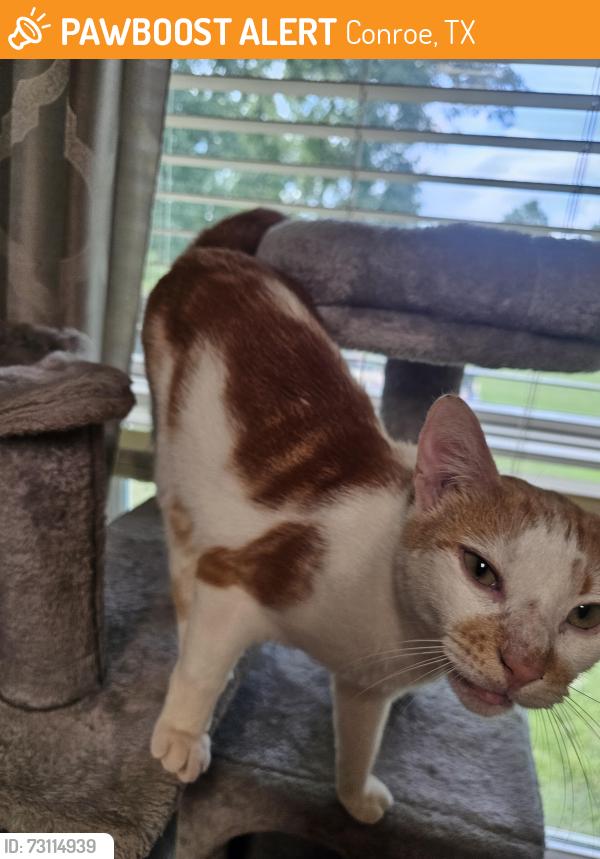 Found/Stray Male Cat last seen Near west austin street Conroe Texas, Conroe, TX 77301
