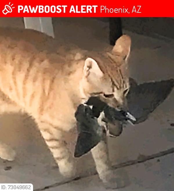 Lost Male Cat last seen 44thAve Mariposa Grande, Phoenix, AZ 85310