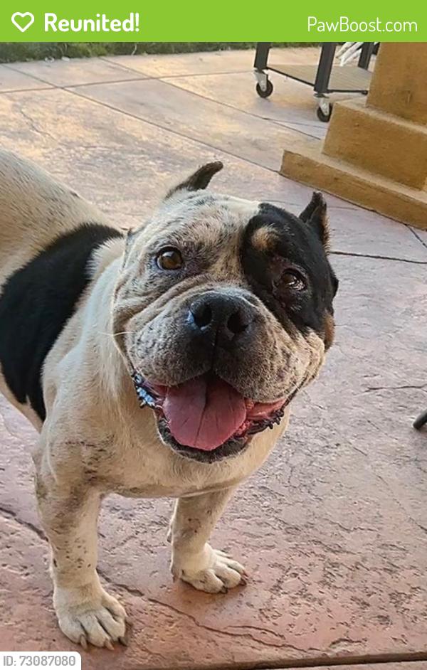 Reunited Female Dog last seen Laurel canyon and Branford, Los Angeles, CA 91331