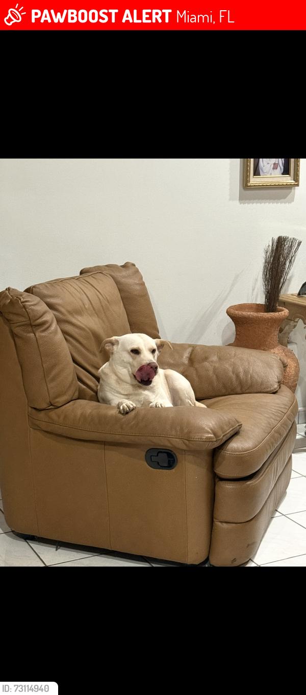 Lost Female Dog last seen Behind jensens liquor store on 27 ave, Miami, FL 33125