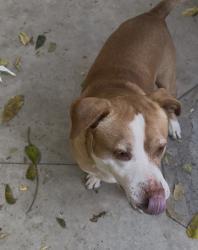 Reunited Male Dog last seen 4th Street on Gaffey San Pedro, Los Angeles, CA 90731