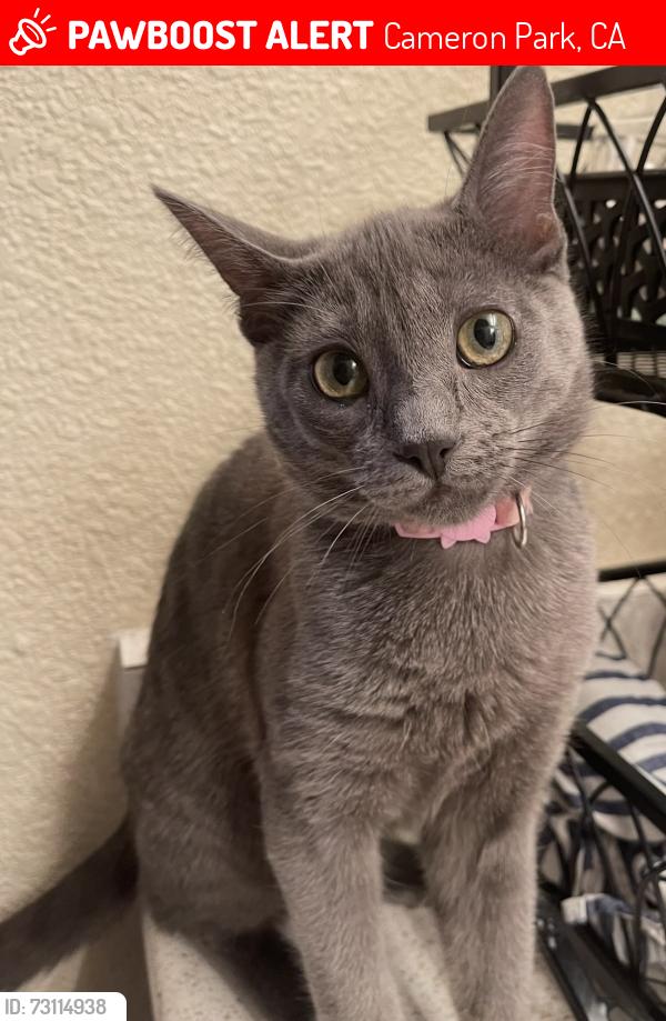 Lost Female Cat last seen Cambridge and green valley road, Cameron Park, CA 95682