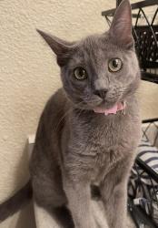 Lost Female Cat last seen Cambridge and green valley road, Cameron Park, CA 95682