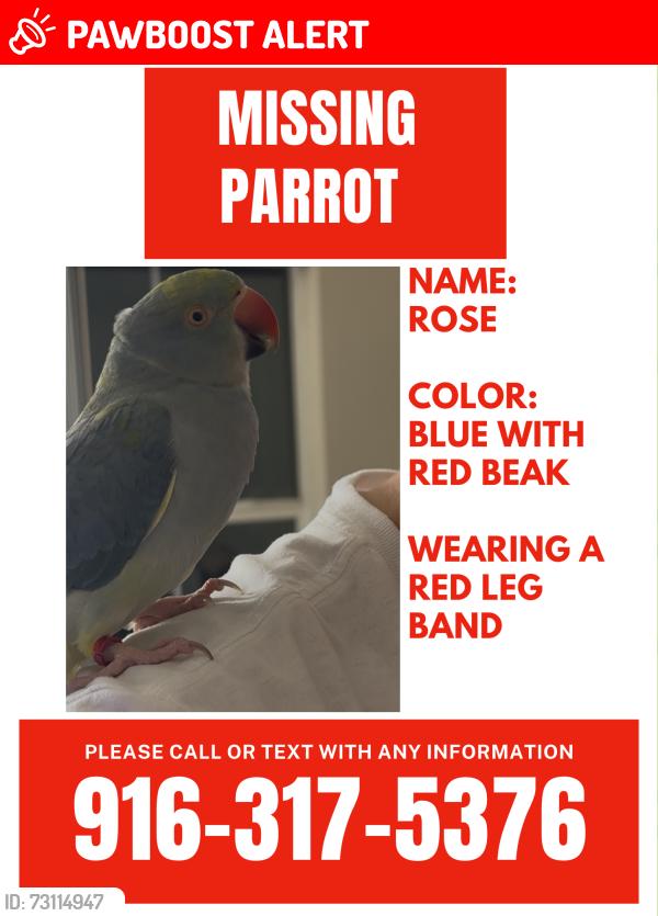 Lost Female Bird last seen Elkhorn park, West Sacramento, CA 95605