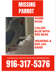 Lost Female Bird last seen Elkhorn park, West Sacramento, CA 95605