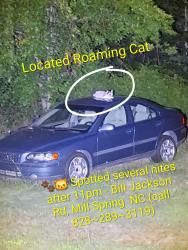 Found/Stray Unknown Cat last seen Bill Jackson Rd, Mill Spring NC, Mill Spring, NC 28756