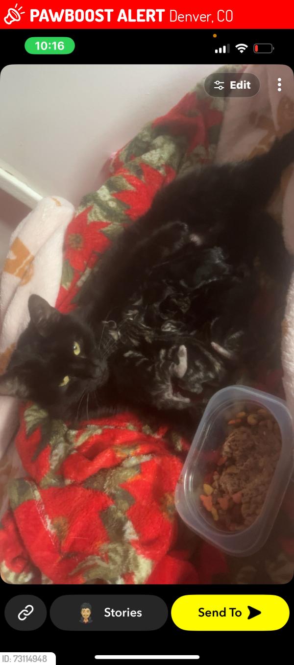 Lost Female Cat last seen Cherokee street, Denver, CO 80216