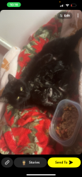 Lost Female Cat last seen Cherokee street, Denver, CO 80216