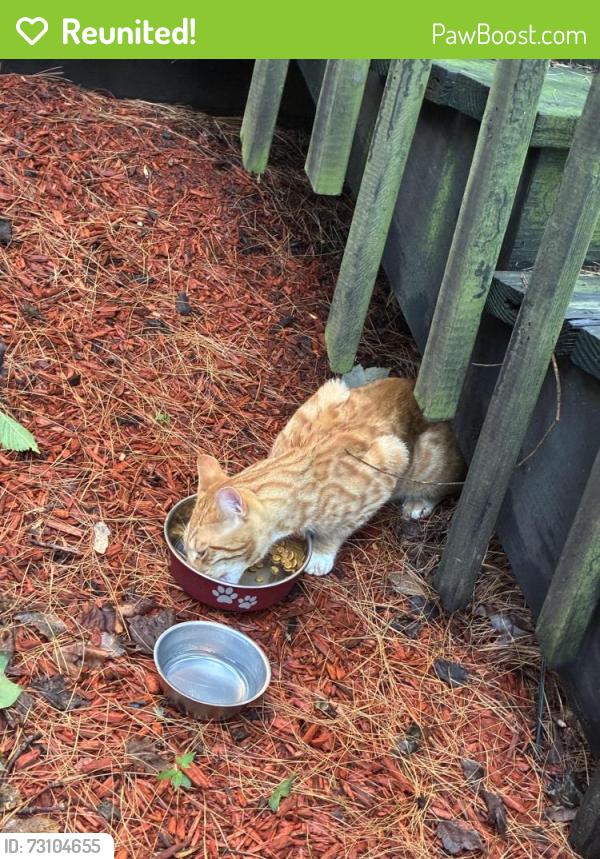 Reunited Unknown Cat last seen Fairview road, Montgomery, NJ 08558