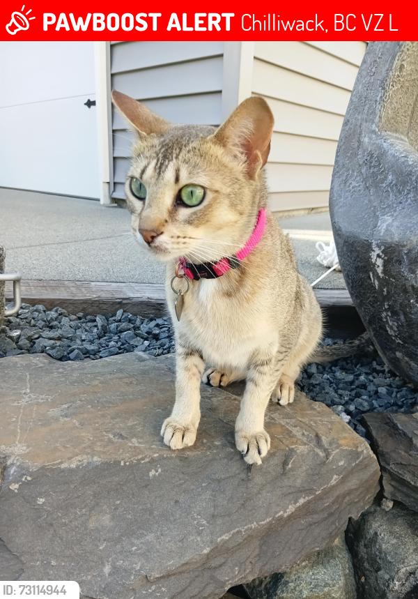 Lost Female Cat last seen Eastern hill side elk creek est's , Chilliwack, BC V4Z 1L3