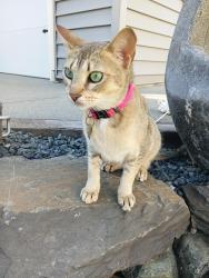 Lost Female Cat last seen Eastern hill side elk creek est's , Chilliwack, BC V4Z 1L3