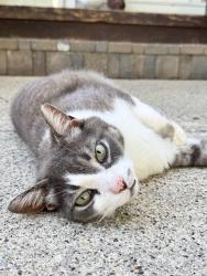 Lost Male Cat last seen Avon cemetery, Rochester, MI 48307