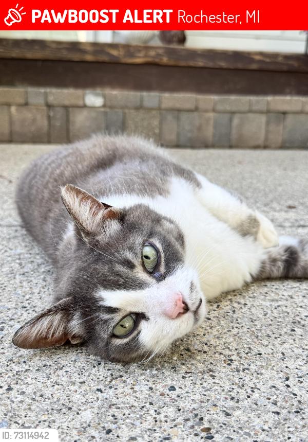 Lost Male Cat last seen Avon cemetery, Rochester, MI 48307