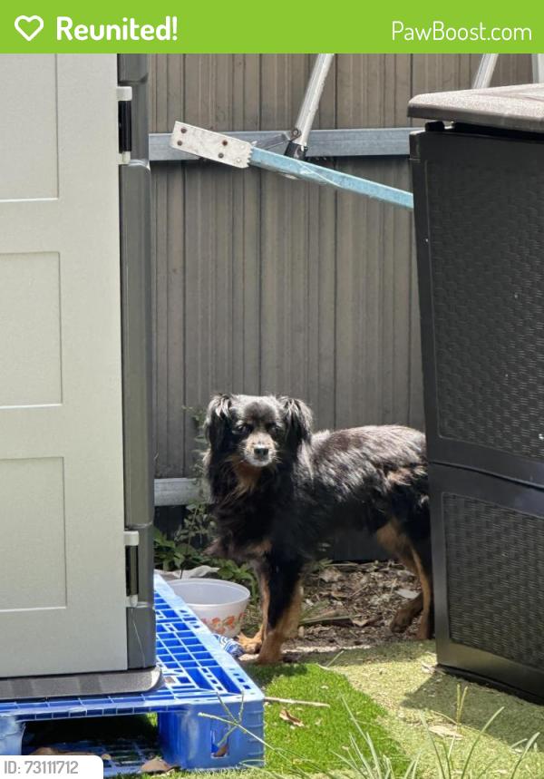 Reunited Unknown Dog last seen Flagler st & 72 Ave, Miami, FL 33144