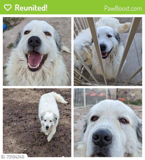 Reunited Male Dog last seen Navarie Pl an Pinar del Rio, El Paso, TX 79932