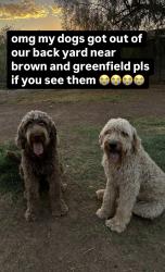 Reunited Male Dog last seen Greenfield and brown, Mesa, AZ 85205
