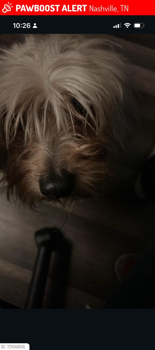 Lost Male Dog last seen Smokey Drive - Davidson County, Nashville, TN 37138
