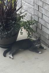 Reunited Unknown Cat last seen Balmoral and Regent Blvd, Boerne, TX 78006