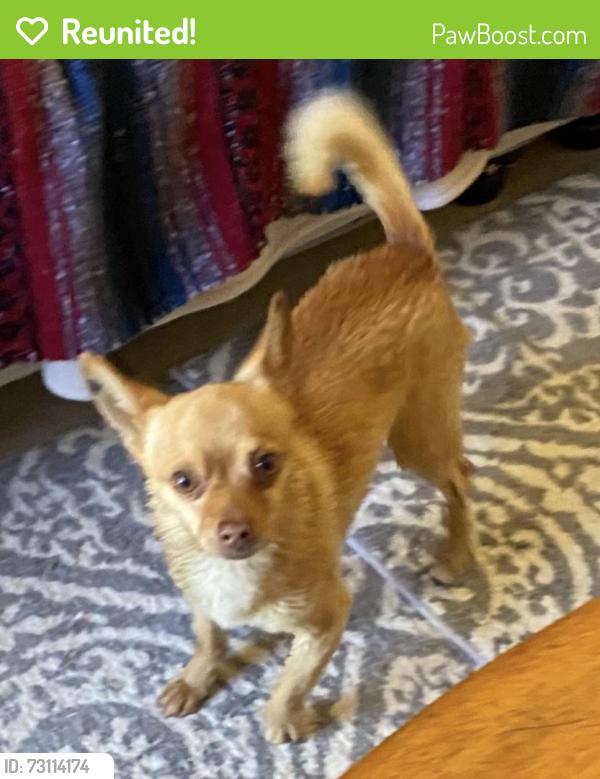 Reunited Male Dog last seen Elk Grove-Florin, Sacramento, CA 95828