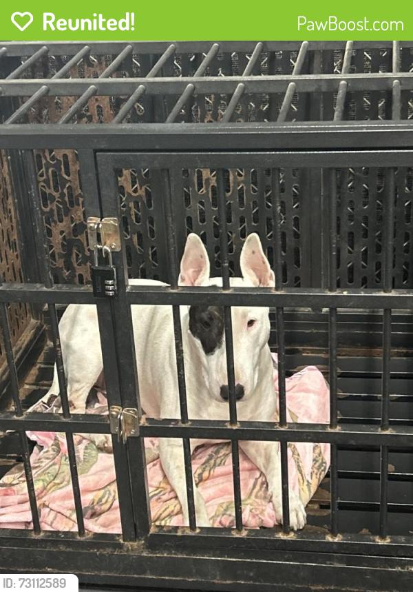Reunited Female Dog last seen Queen Bean, Modesto, CA 95354