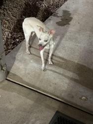 Found/Stray Unknown Dog last seen Mill and E baseline, Tempe, AZ 85282