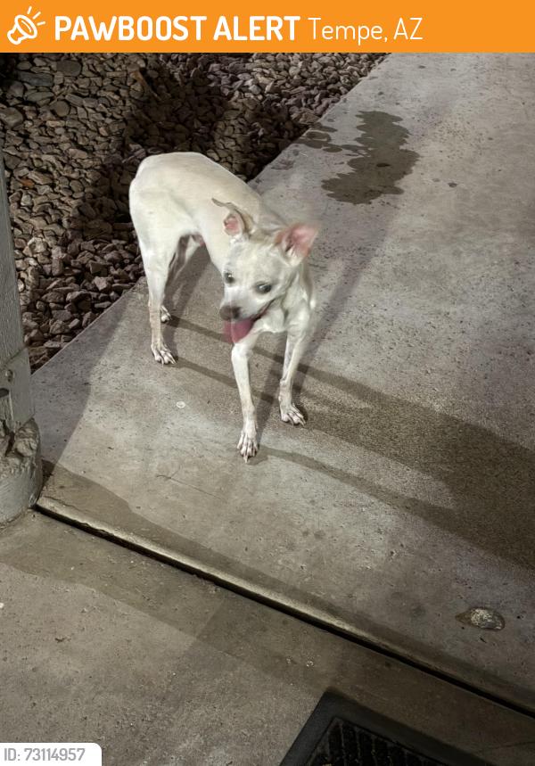 Found/Stray Unknown Dog last seen Mill and E baseline, Tempe, AZ 85282