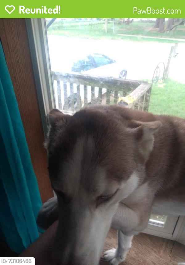 Reunited Female Dog last seen Southworth and Hamilton, Rockford, IL 61109