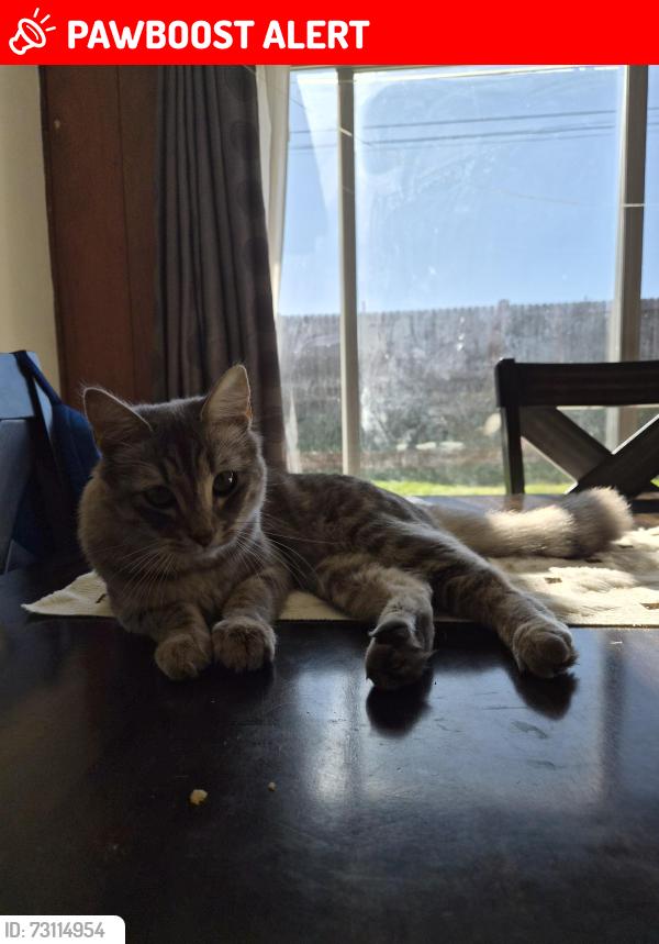 Lost Female Cat last seen Villa Clara Street, Rowland Heights, CA 91748