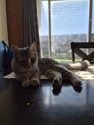 Lost Female Cat last seen Villa Clara Street, Rowland Heights, CA 91748