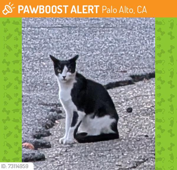 Found/Stray Unknown Cat last seen Near James Rd, Palo Alto, CA 94306, Palo Alto, CA 94306