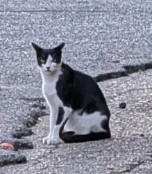 Found/Stray Unknown Cat last seen Near James Rd, Palo Alto, CA 94306, Palo Alto, CA 94306