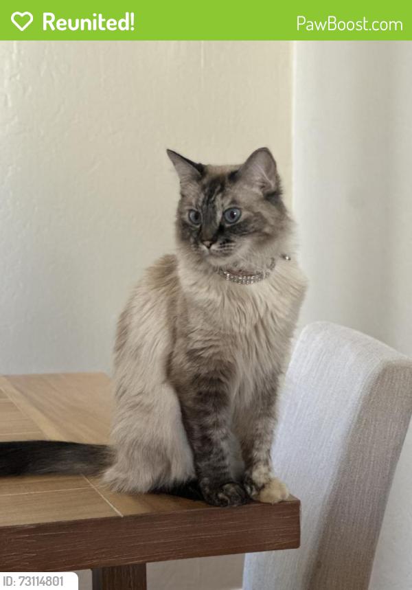Reunited Female Cat last seen S central ln & E redwood ln, Phoenix, AZ 85048