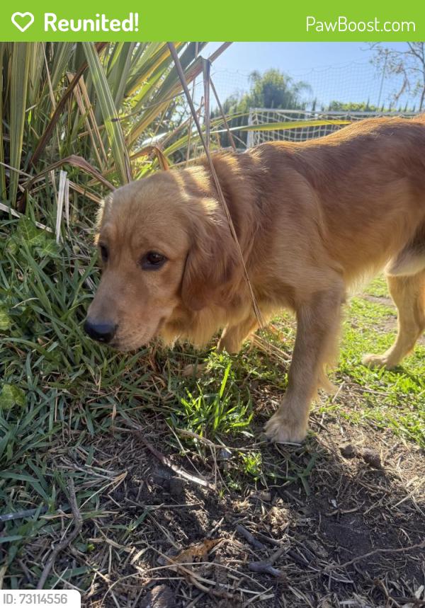 Reunited Male Dog last seen Loraine and Bennett, Glendora, CA 91741