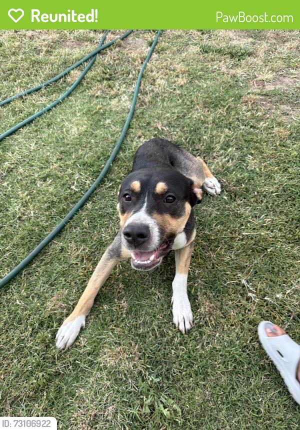 Reunited Male Dog last seen FRUITRIDGE and Belleview, Sacramento, CA 95820